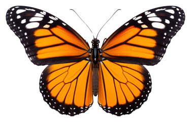 PNG Flyinh butterflies butterfly insect animal