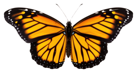 PNG Flyinh butterflies butterfly animal insect