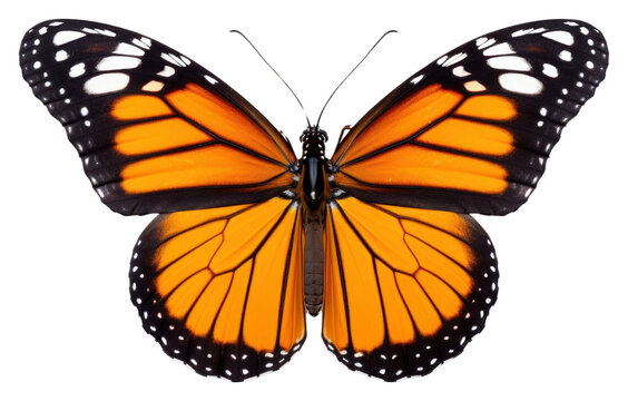 Fototapeta PNG Flyinh butterflies butterfly insect animal
