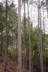 Spring Fresh Green Cedar Tree or Yoshino-sugi on Yoshino-yama in Nara, Japan - 日本 奈良 吉野杉 吉野山 