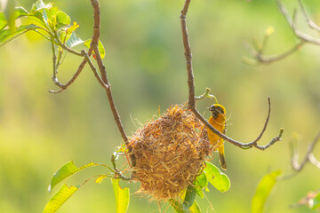 Tiny Asian yellow warbler bird building the nest by pulling twigs together in the morning.