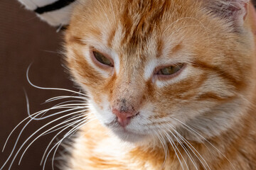 cute orange cat in close-up