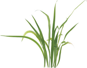 Side view of forest grass