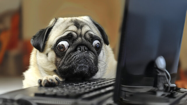 chien concentr&eacute; et captiv&eacute; devant un ordinateur