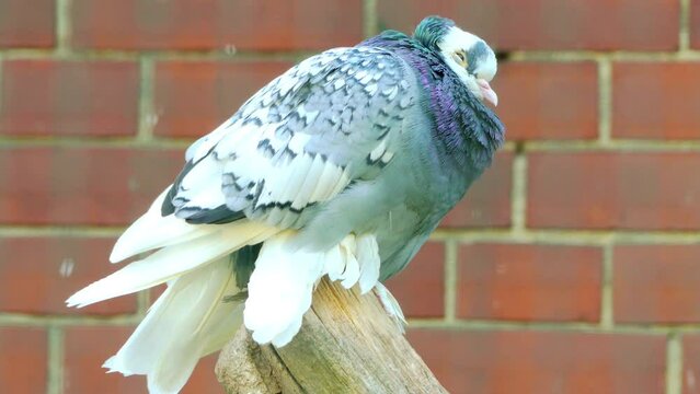 South German Monk is a breed of fancy pigeon