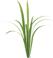Side view of forest grass