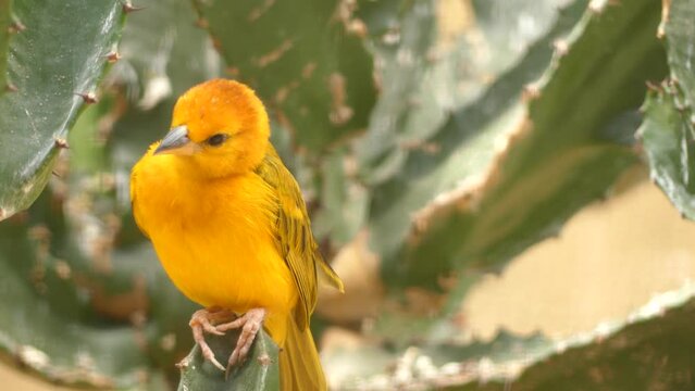 Taveta weaver (Ploceus castaneiceps)
