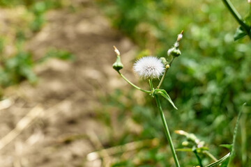 White dandelions on deep green nature defocused background. Macro image, shallow depth of field. Spring or summer nature background.