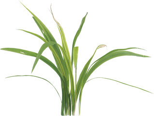 Side view of forest grass
