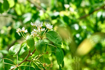 Pear flowering in spring garden. Small white flowers blooming  on the branch in deep green nature...