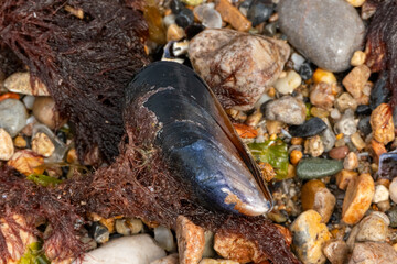 close up of a mussels