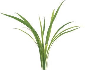 Side view of forest grass