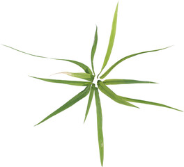 Top view of forest grass