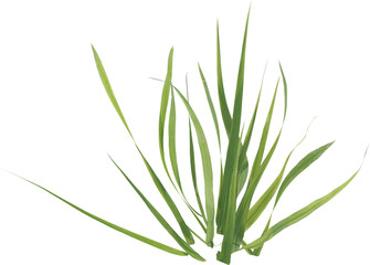 Top view of forest grass