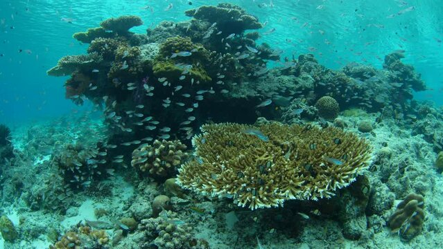 Fish surround a healthy coral bommie in Raja Ampat, Indonesia. This beautiful, tropical region is known for its spectacular marine biodiversity and world class diving and snorkeling.