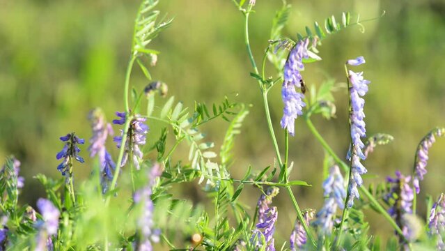 Vicia cracca (tufted, cow , bird, blue or boreal vetch) is a species of vetch native to Europe and Asia. It occurs on other continents as an introduced species, including North America.