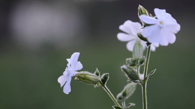 Silene latifolia alba (Melandrium album), the white campion is a dioecious flowering plant in the family Caryophyllaceae, native to most of Europe, Western Asia and Northern Africa.