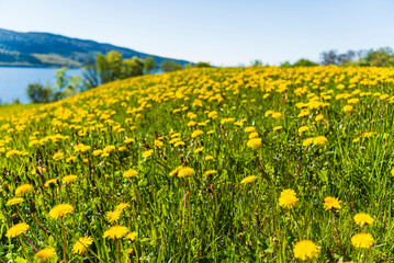 springtime flowered meadows on the way fro Alesund to Trondheim, Norway
