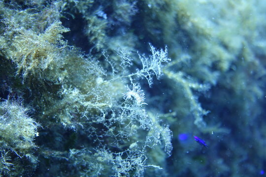 Nudibranch