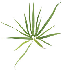 Top view of forest grass