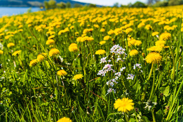 Fototapeta premium springtime flowered meadows on the way fro Alesund to Trondheim, Norway