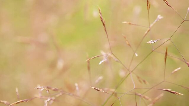 Agrostis capillaris, the common bent, colonial bent, or browntop, is a rhizomatous and stoloniferous perennial in the grass family (Poaceae).