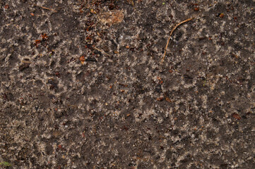 Detailed Soil Texture Background: Natural Earth Surface with Grains and Pebbles