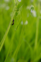 Insect Clinging to Green Blade of Grass: Vibrant Nature in Macro Perspective