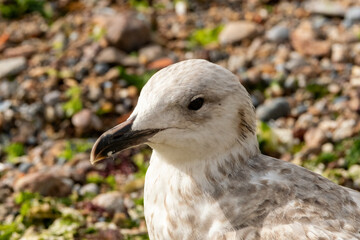 close up of a seagull in flight