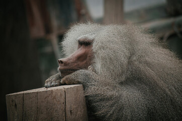Bored baboon