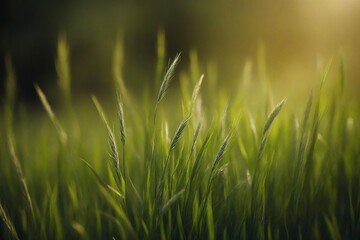 Obraz premium green grass background