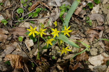 Gelbstern, Gewöhnlicher Gelbstern,  Gagea lutea