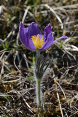 Finger-K&uuml;chenschelle, Pulsatilla patens