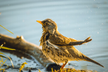  A Fieldfare stands on the lake shore and bathes on a sunny spring evening. 