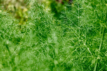 Nature green background of dill leaves. Defocused lush foliage in spring or summer garden. Natural...