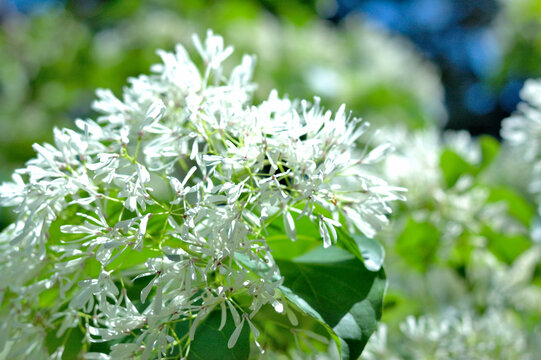 なんじゃもんじゃの花