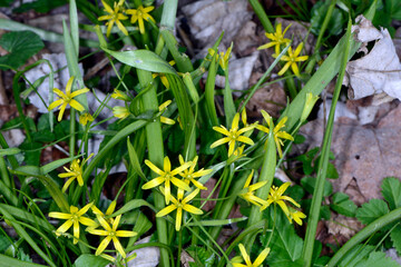 Gelbstern, Wiesen-Gelbstern,  Gagea pratensis