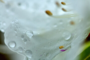 春の植物と雨粒