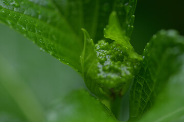 Fototapeta na wymiar 春の植物と雨粒