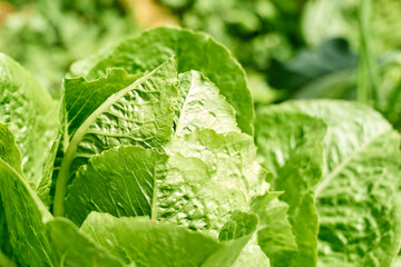 Nature green background of ripe lettuce. Lush foliage in spring or summer garden. Natural green leaves plants using as spring background, greenery, environment ecology.