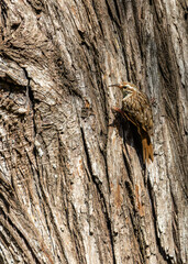 Short-toed Treecreeper (Certhia brachydactyla) - Climbing Expert of Lloret de Mar