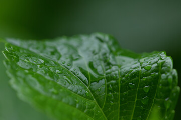 春の植物と雨粒