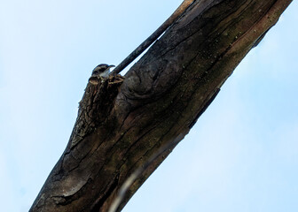 Short-toed Treecreeper (Certhia brachydactyla) - Climbing Expert of Lloret de Mar