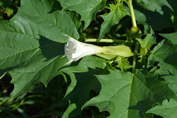 Stechapfel, Gemeiner, Datura stramonium