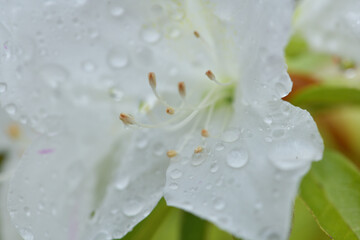 春の植物と雨粒