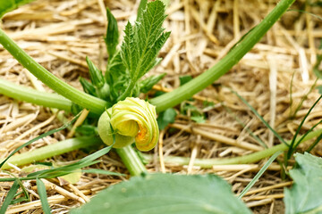 Yong round courgette growing in the garden. Lush foliage in spring or summer garden. Natural green...