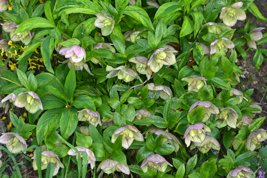 Orientalische Nieswurz,  Helleborus orientalis