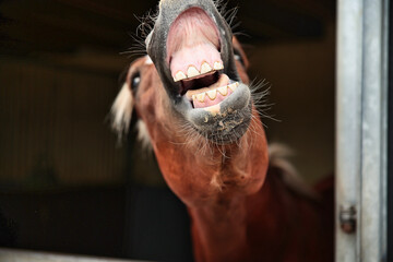 Horse, stallion looks out of his stable, he neighs and is flying