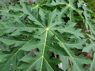 green papaya leaves background