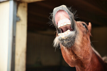 Horse, stallion looks out of his stable, he neighs and is flying